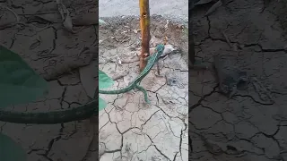 حرباء النمر في الطبيعة علوم الصف الرابع الابتدائي درس التكيف والبقاء درس عملي مع نور أحمد ماهر 