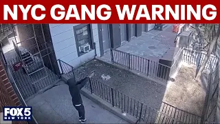 NYC gang membership reaches all-time high police warn