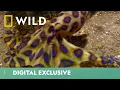 This Killer Octopus Is Both Beauty Brains Deadliest Month Ever National Geographic UK