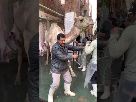 أضخم جمل هتشوفه في كرداسة! @youtubecreators #youtubehighfive #animals