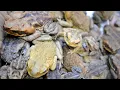 Small amount of cane toad venom can be deadly for native fauna