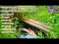 Diluar nalar.!! Nekad mancing ikan di sumur tua, merinding nya ga karuan(micro fishing)