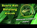 Suara Asli Belalang Kecek Gacor Cocok Untuk Masteran Lovebird Juara | Manuk Gacor Channel