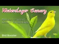 Download Lagu Kenari Gacor | Waterslager Canary Training #birds #canary  #kenari #finch