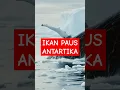 Download Lagu SUARA IKAN PAUS #ANTARTIKA #trending #shorts