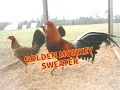 GOLDEN MONKEY SWEATER HISTORY AND CHARACTERISTICS ating alamin