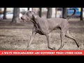 6 WAYS WEIMARANERS ARE DIFFERENT FROM OTHER DOGS