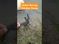 Viral!! Keong Memakan Burung