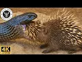 Afrique : La Bataille des Guerriers contre les Serpents #Documentaireanimalier | Wild Life Français