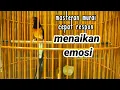 Lagu PANCINGAN MURAI BATU MALAM HARI MENAIKAN EMOSI AGAR CEPAT GACOR SEKETIKA
