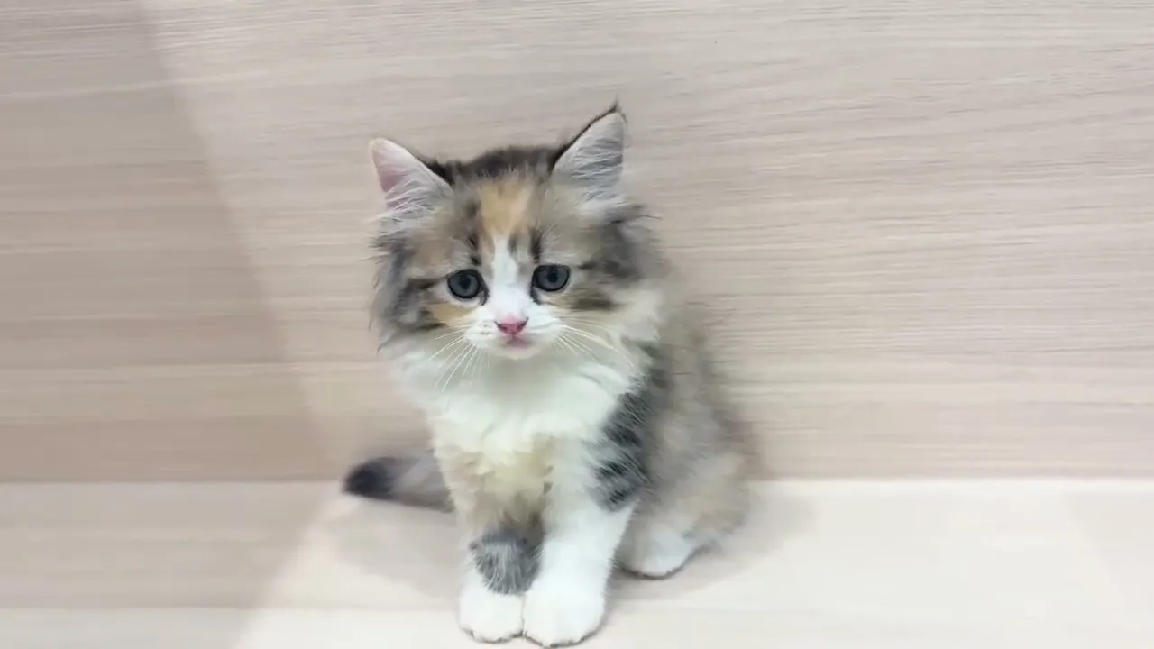 動画