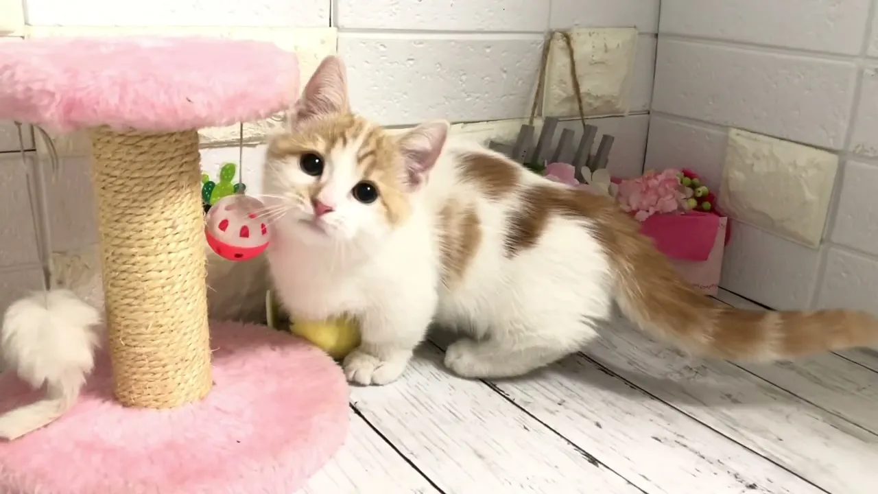 動画