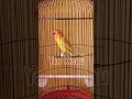 Download Lagu Lovebird Balibu Jahat #shorts #short #yankicau