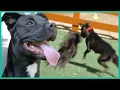 Rescuing An Overactive Black Lab Mix Lucky Dog