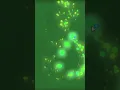 Colorful Mouse Fire Trail Effect Rainbow Cursor Glow Animation