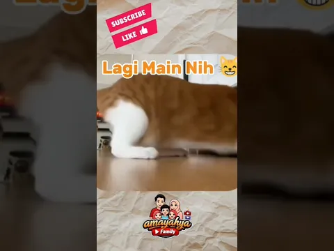 In and Out 😸