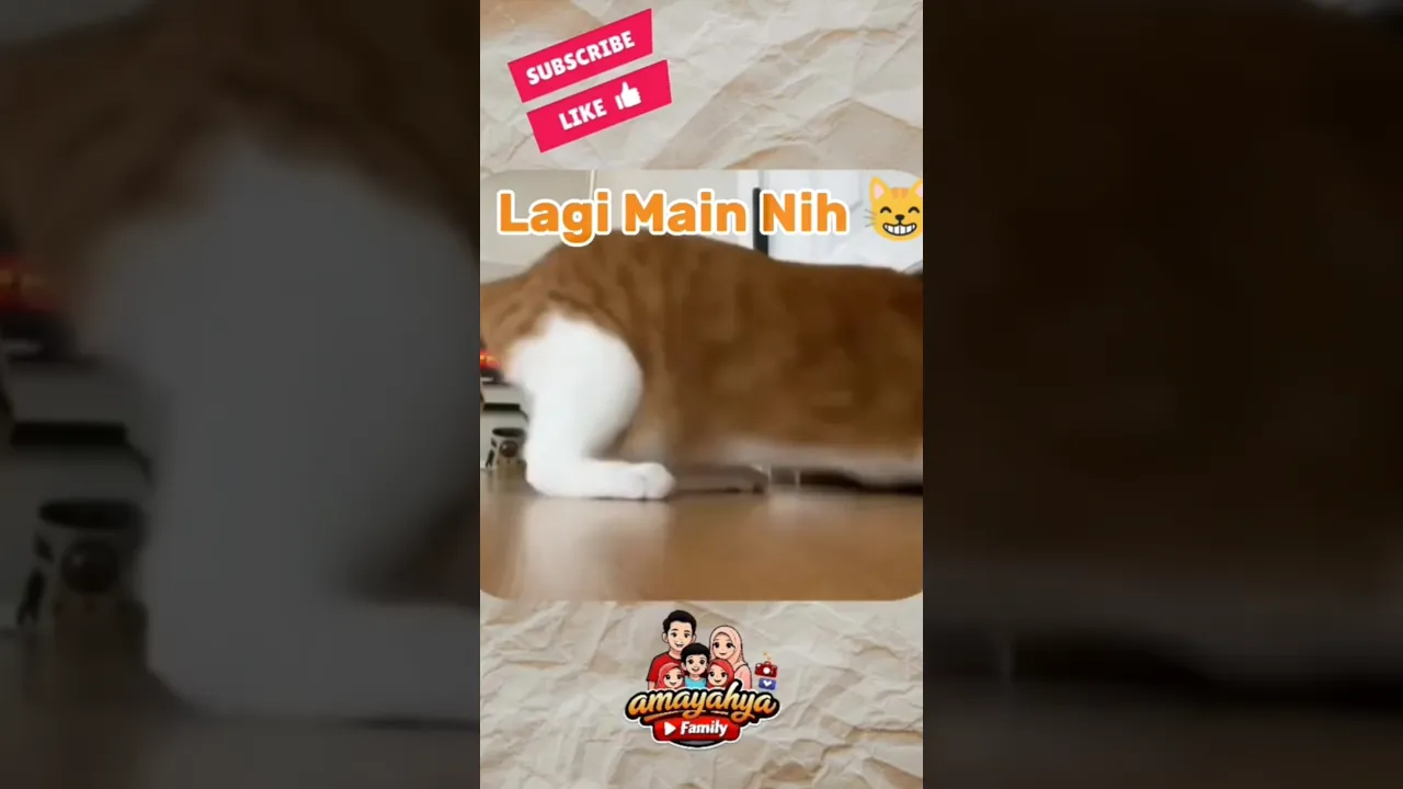 In and Out 😸