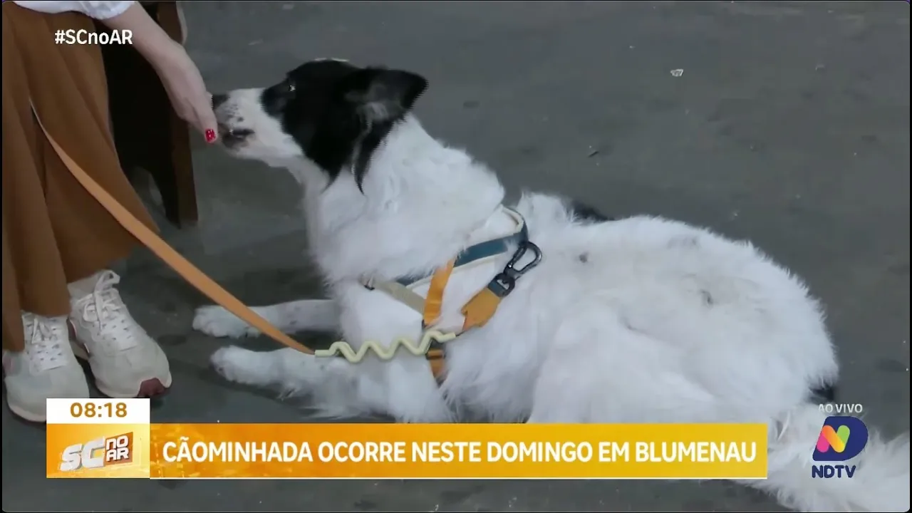 Cãominhada ocorre neste domingo em Blumenau