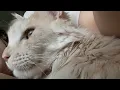 Download Lagu  1 min nap with my cat
