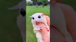 اكيت سنجاب يحب انه يترمى   دندنها