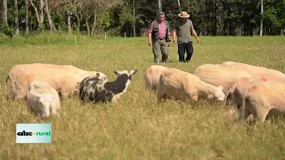 Frisona Milchschaf: raza ovina triple propósito ya produce en Paraguay