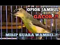 BURUNG OPIOR JAMBUL GACOR || PANCINGAN BURUNG OPIOR JAMBUL, SUARA MIRIP WAMBEI...