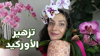 دليلك الشامل للعناية بزهرة الاوركيد    الأخطاء الشائعة   تحفيرها للإزهار دندنها