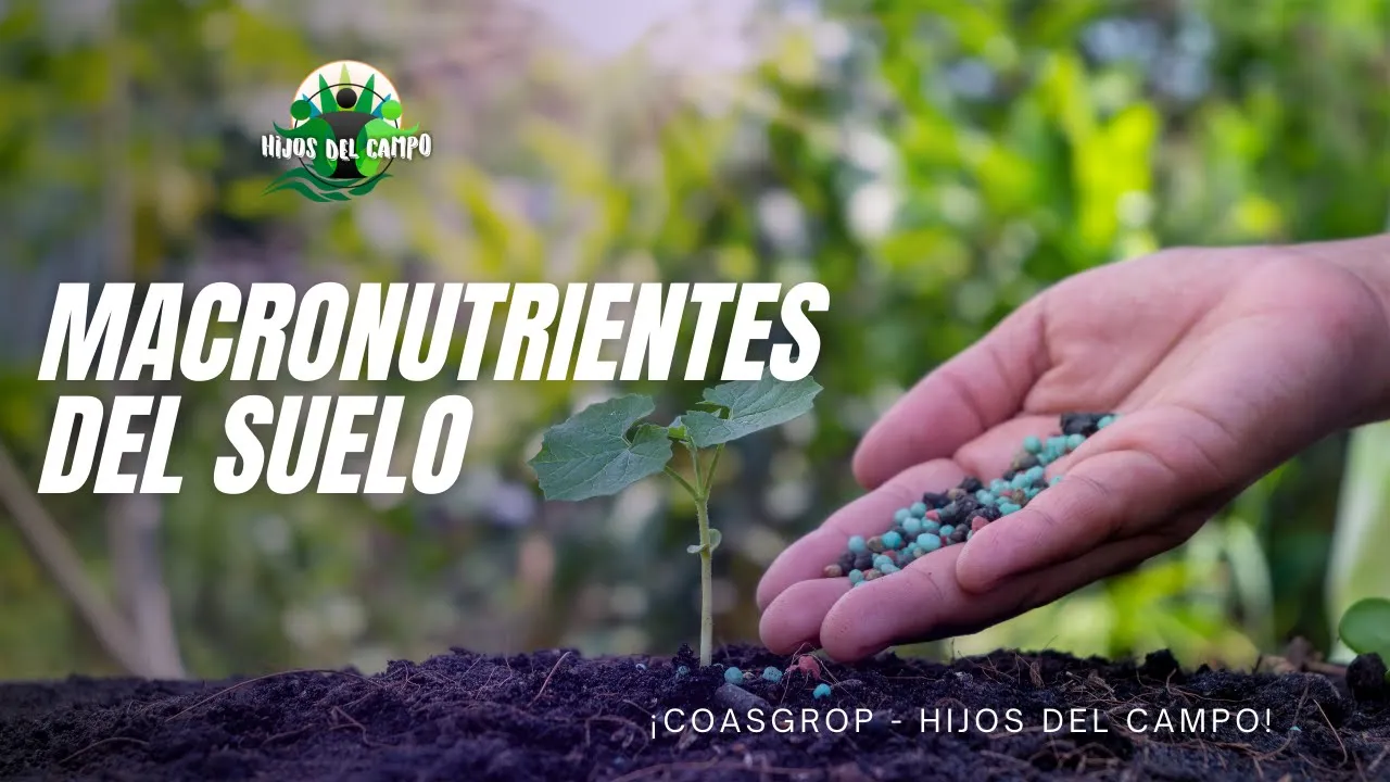 MACRONUTRIENTES DEL SUELO