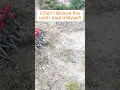 How to Grow Grass in Only a FEW Days