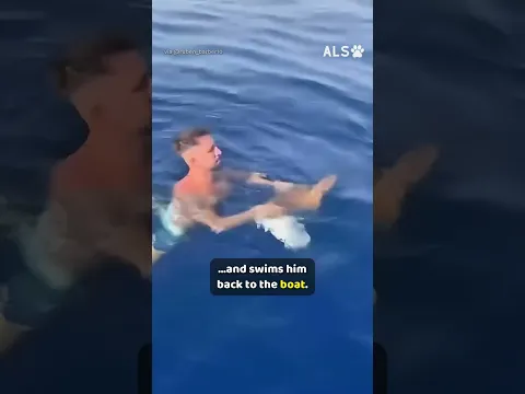 A sea turtle is wrapped in plastic, so a man goes in after him 🐢❤️  #TurtleRescue #SeaTurtle