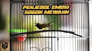 pancingan sogon penjebol emosi masteran sogok ontong gacor ngobraa