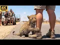 Lagu Baby Leopard Begs Humans for Help on a Savannah Road… What Happened Next Left Everyone Shocked
