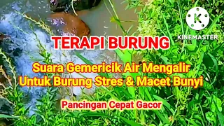 Download suara gemericik air mengalir untuk burung | suara air terapi burung stres MP3