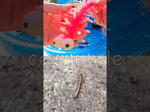 Learn at the Shark Pool | Bug Insect Names for Kids: Grasshopper Stag Beetle Centipede Beetle