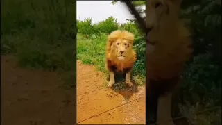 مقلب ما اخاف من الاسد دندنها