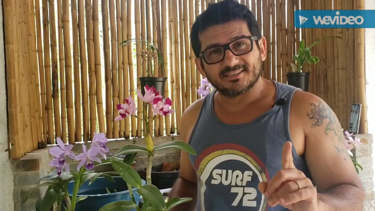 DICAS DE CULTIVO DE ORQUÍDEAS 427