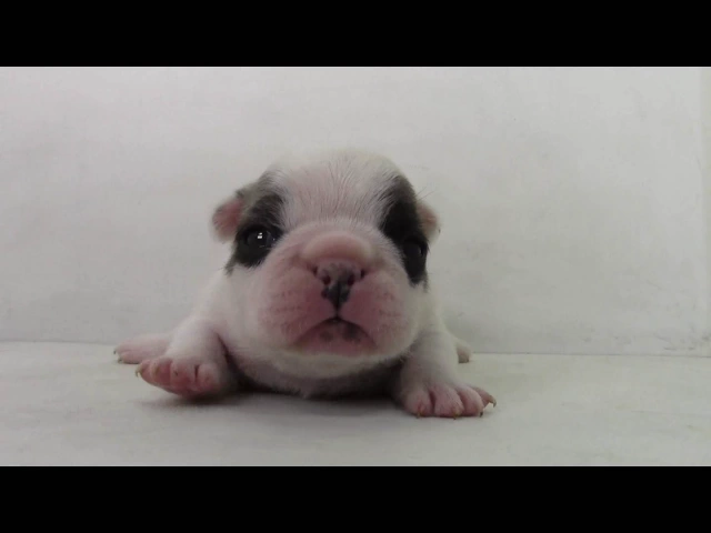 動画