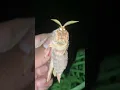 Large North American Silk Moth
