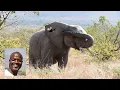 Elephants and Warthogs at War