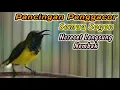 Download Lagu PANCINGAN PENGGACOR SOGON TROTOLAN DISITU AGAR CEPAT RESPON‼️HITUNGAN DETIK LANGSUNG GACOR NEMBAK
