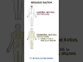 Download Lagu Clinical Cuts: Anatomy and physiology of the nervous system