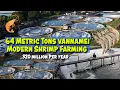 Download Lagu Modern Shrimp Farming, 65 Metric Tons - 320 Million Per Year