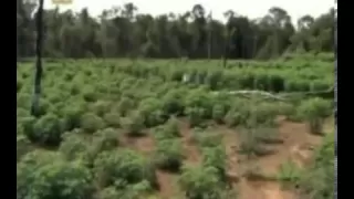 Josh Bernstein - Em busca da Verdade -Cidades Perdidas da Amazônia