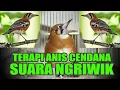 Download Lagu TERAPI ANIS CENDANA NGRIWIK MANTAP buat pancingan segala punglor masuk 100% JOS GANDOS
