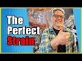 Strain Selection 101 How to Pick the Best Cannabis Strain for Your Grow