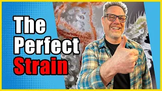 Strain Selection 101 How to Pick the Best Cannabis Strain for Your Grow