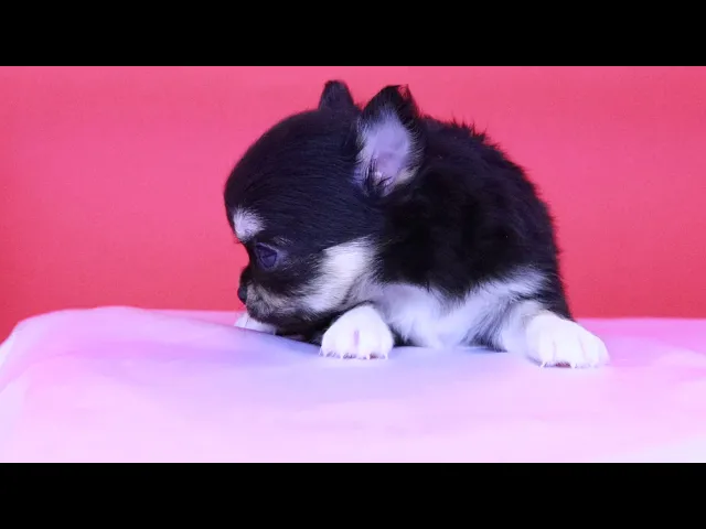 動画