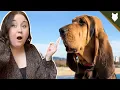 5 Reasons Why YOU SHOULD Get A BLOODHOUND