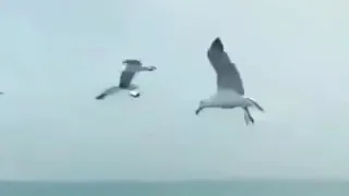 حالات واتس ابرهيم تاتلسس يلان Yalan 2020 