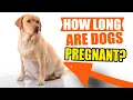 HOW LONG are DOGS PREGNANT